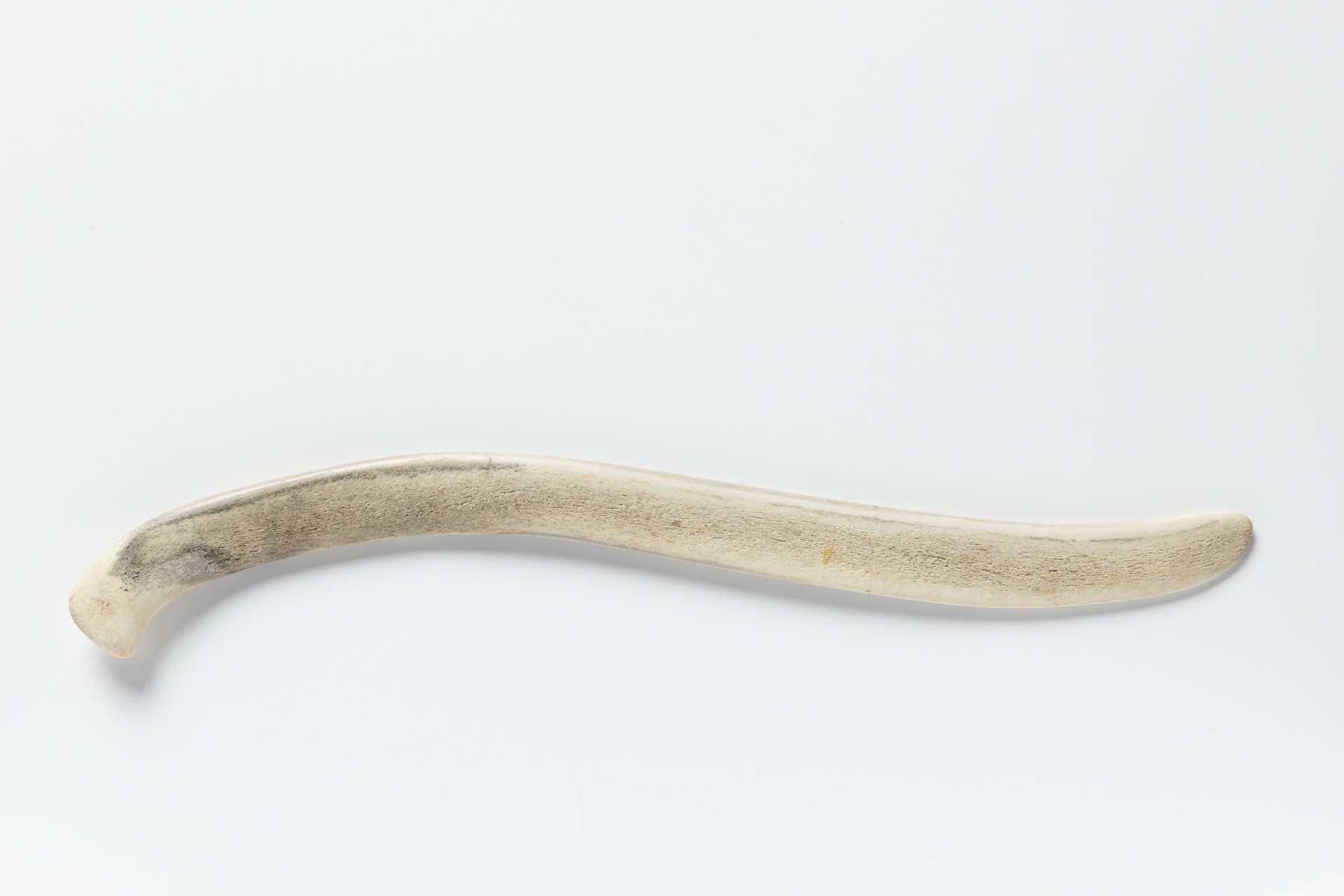 Couteau courb&eacute; en mati&egrave;re osseuse blanche, avec une extr&eacute;mit&eacute; l&eacute;g&egrave;rement plus arrondie et lisse.